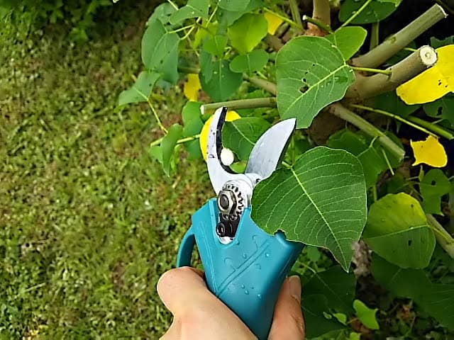 how I cut branches with the scissors