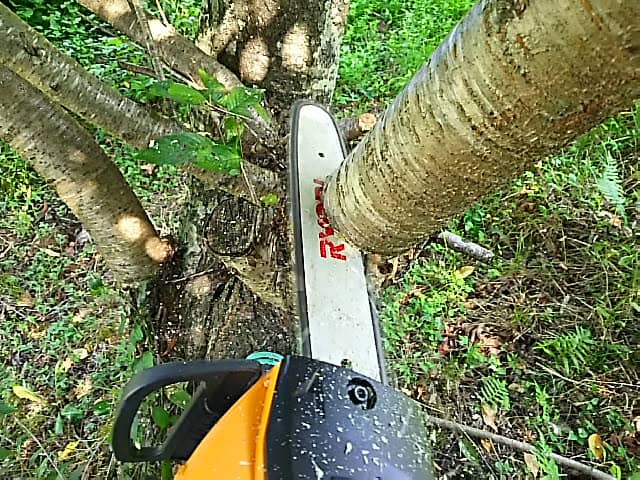 how I'm cutting the tree with the chainsaw