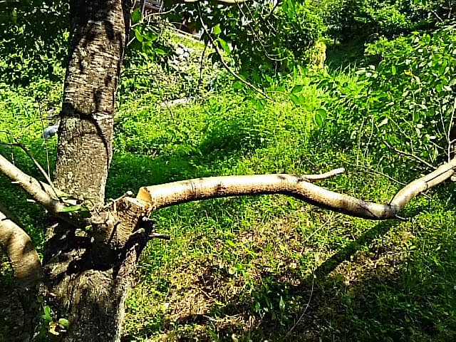 a branch that I cut down