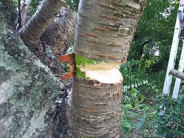 the way of cutting down the tree